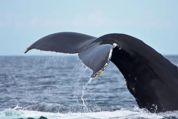 close-up-view-of-a-whale-s-tail-emerging-from-the.webp