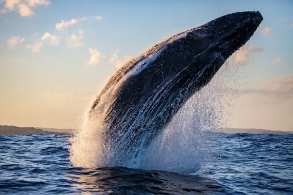 humpback-whale-breaches-with-water-trails-during.webp