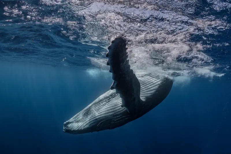 humpback-whale-megaptera-novaeangliae-in-the-wat-2024-06-27-21-28-21-utc.webp